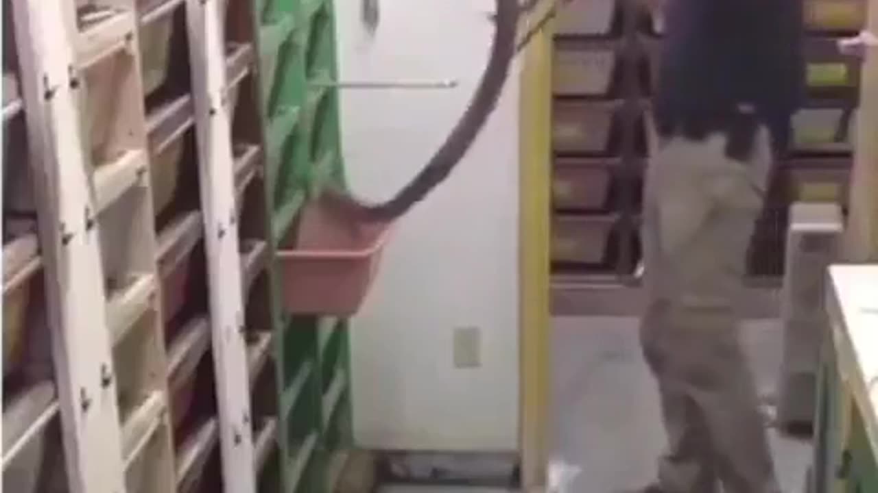 Feeding snakes in an Ophidiarium.