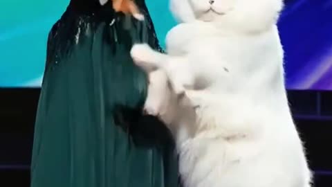 viral cat dance ... #agt #ai