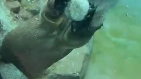 😂🪨 Otter's Playful Rock Adventure Will Make You Smile! | FunFM