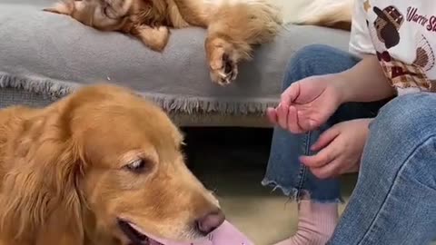 Dog's Comedy Videos 🤣 so cute videos 😍