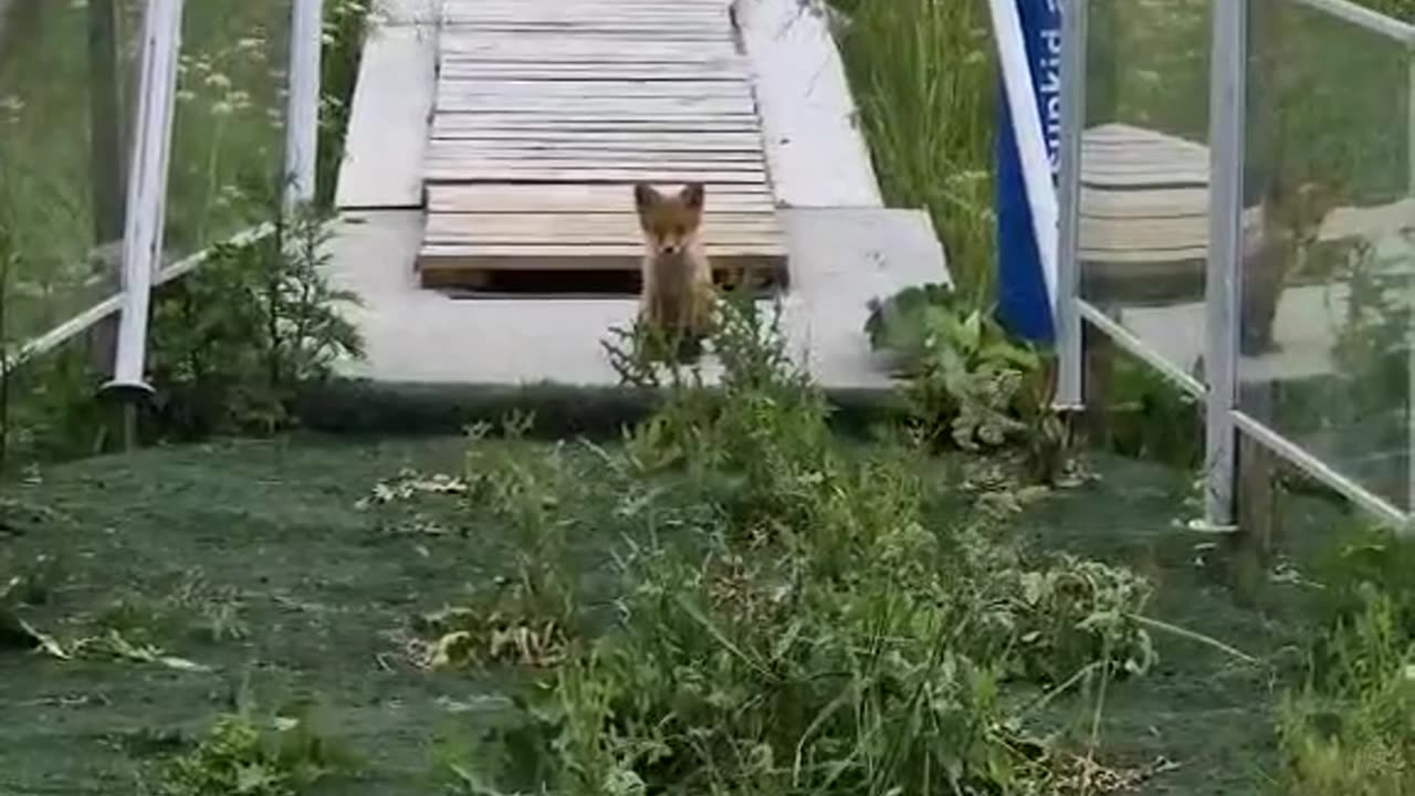 Adorable Little Fox Came to Say Hi! 🦊✨ #shorts