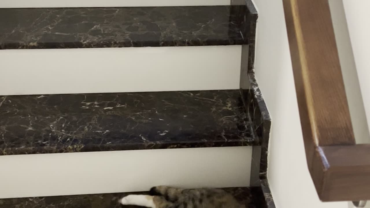 Liquid Cat Slides Down Stairs