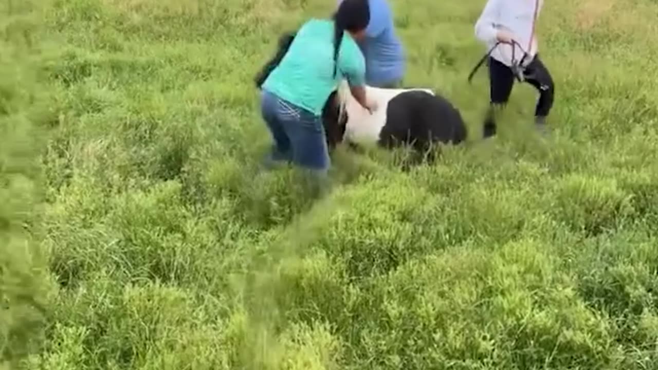 Funny video