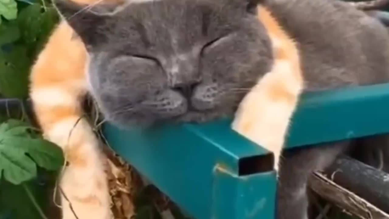 🦴 Dogs & Cats Acting Crazy! 😂 Nonstop Fun!