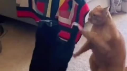 Car Barsik Beads 🟡 Balls 🌈 Reverse video #cat