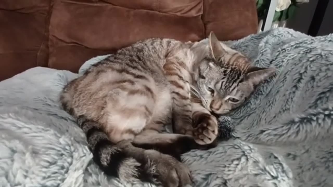 Relaxed Kitty Plays with a Mini Toy — Pure Cozy Cuteness