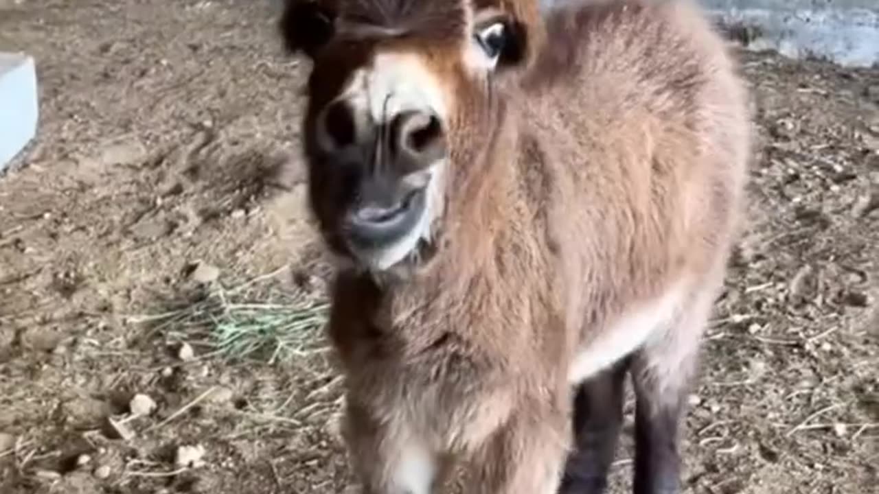 Funny animal sound