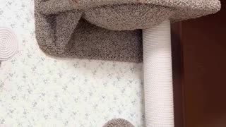 😂👑 You Won't Believe This Animal's Royal Move! Long Live The King | FunFM