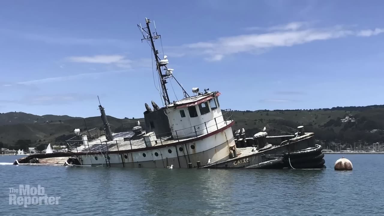 Probing the trans vegan tech cult that's making global headlines