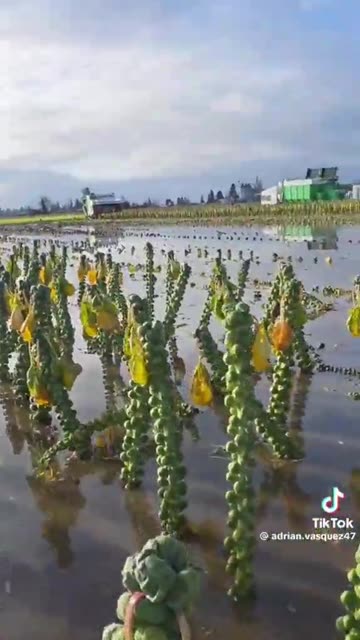 I had no idea Brussel sprouts grew like this