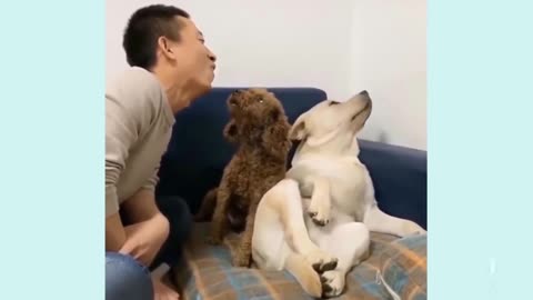 Emotional Dog 🤣 Funny_comedy video 😂 dog's & puppies 🐕