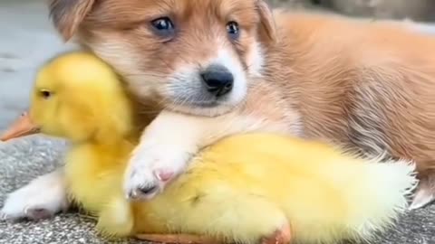 Dogs and Duck ❤️❤️ #dogs