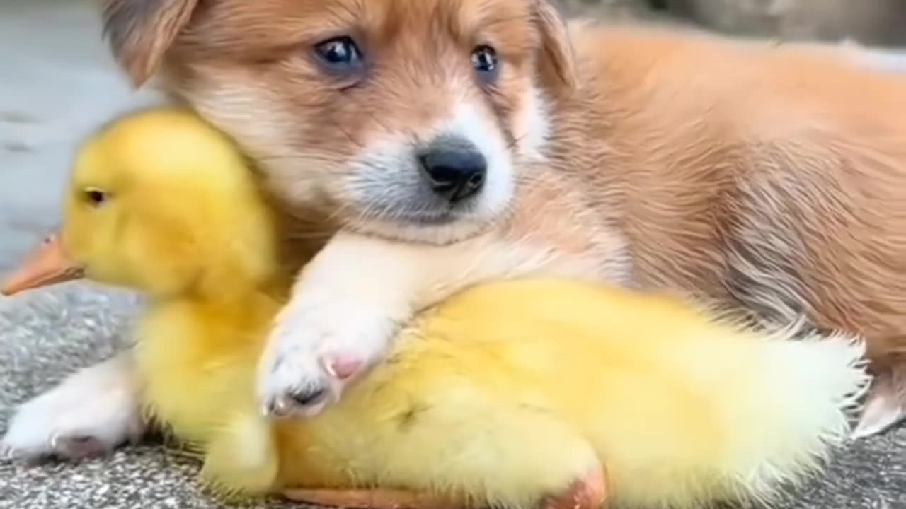 Dogs and Duck ❤️❤️ #dogs