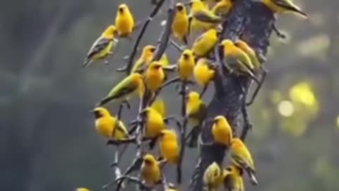 Yellow Birds Paradise! Nature’s Golden Symphony in the Wild