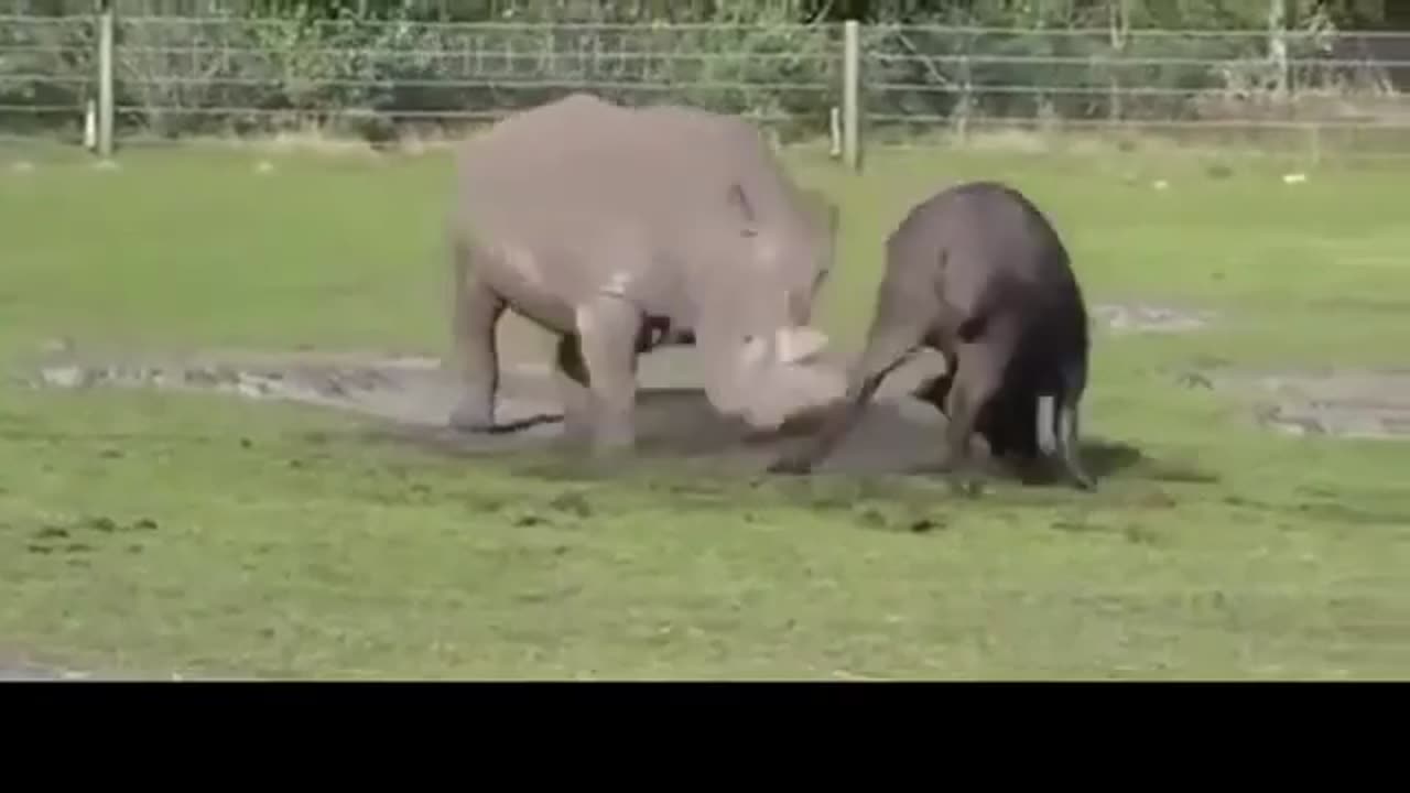 Rhino Vs Buffalo Rare Fighting