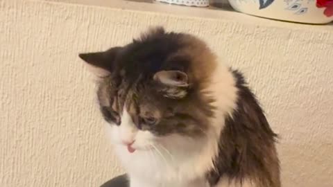 My Cat Asking for Pets Never Gets Old