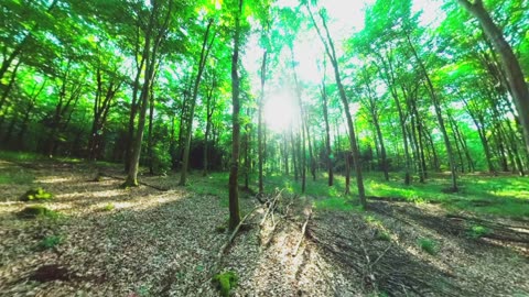 Relaxing Forest Sounds | Spring Birdsong | 4K Nature for Sleep, Meditation & Study