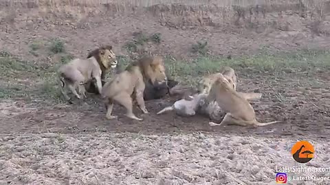 Unlikely Escape
