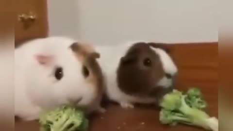Funniest Animal Videos