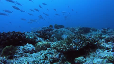 Sea Turtle Cam