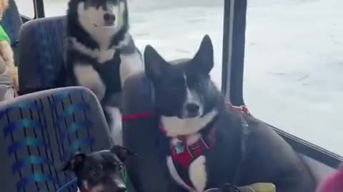 This may be one of the best jobs in the world