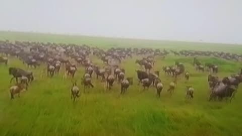 INSANE Wildebeest Migration in Serengeti – Nature’s Wildest Stampede! 🌀🦓