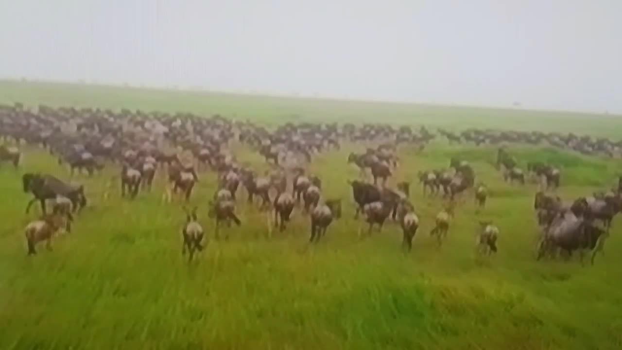 INSANE Wildebeest Migration in Serengeti – Nature’s Wildest Stampede! 🌀🦓