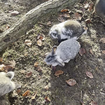 Fluffy Bunny Takes First Hop – Too Cute