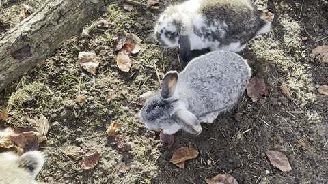 Fluffy Bunny Takes First Hop – Too Cute