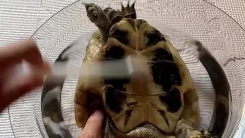 Rescue a turtle from barnacle on its shell…