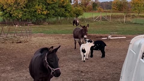 Small Goat Does Parkour on a Donkey