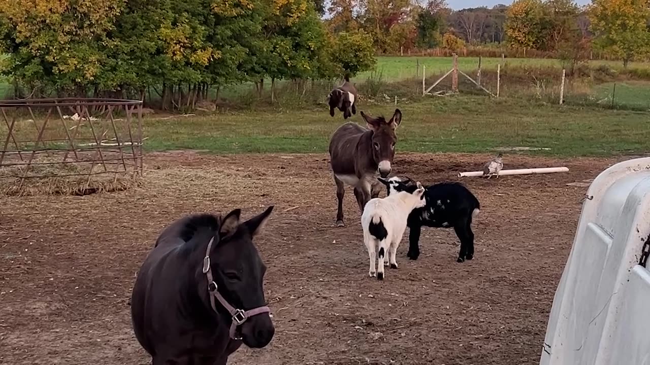 Small Goat Does Parkour on a Donkey