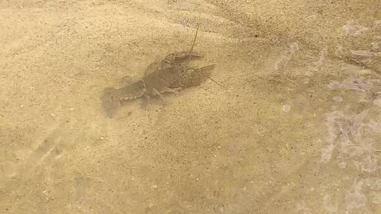Crawdad