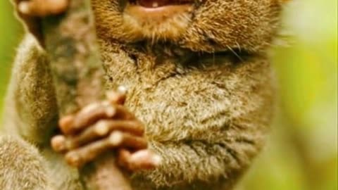 Tiny Body, Giant Stare!