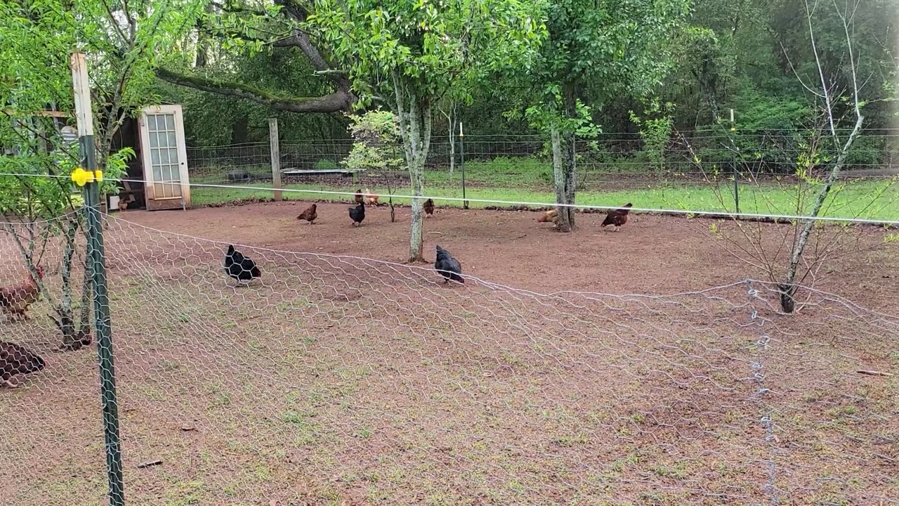 Should I build another chicken pen?