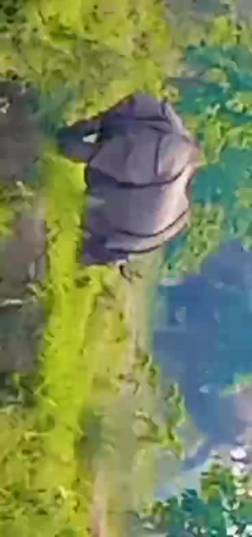 Rhino chitwan national park