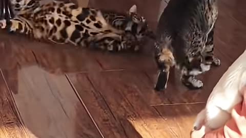 funny animal video🤣🤣🤣