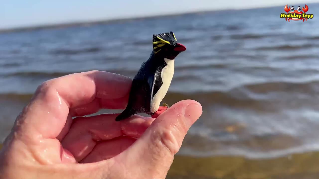 Orange Octopus Swims in Circles to find Place to Hide
