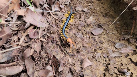 Texas Red Headed Centipede Scolopendra heros