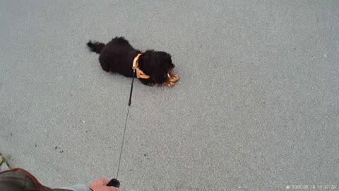 Spaniel type dogs-ckc