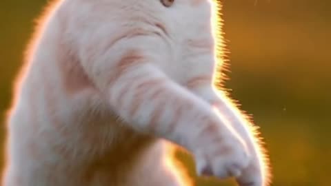 Cat Chasing Bubbles at Sunset 🌅🐱