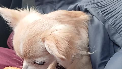 Lily eating aa biscuit the size of her head