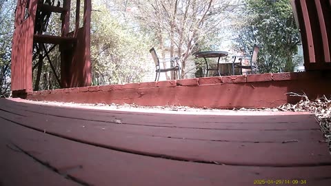 Wildlife Filmed By Haza PR800 Wild Camera, Dearborn, Michigan, April 28 To May 2, 2025