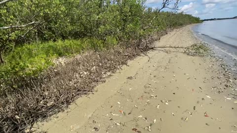 Water Walk #3 — Shoreline Stroll Near Ponce Inlet