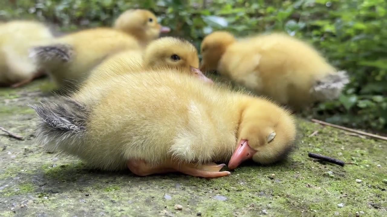 A cat living happily with ducks.
