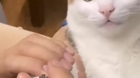😺 Funny & Cute Animal Videos Compilaton Of The 2025 🤣