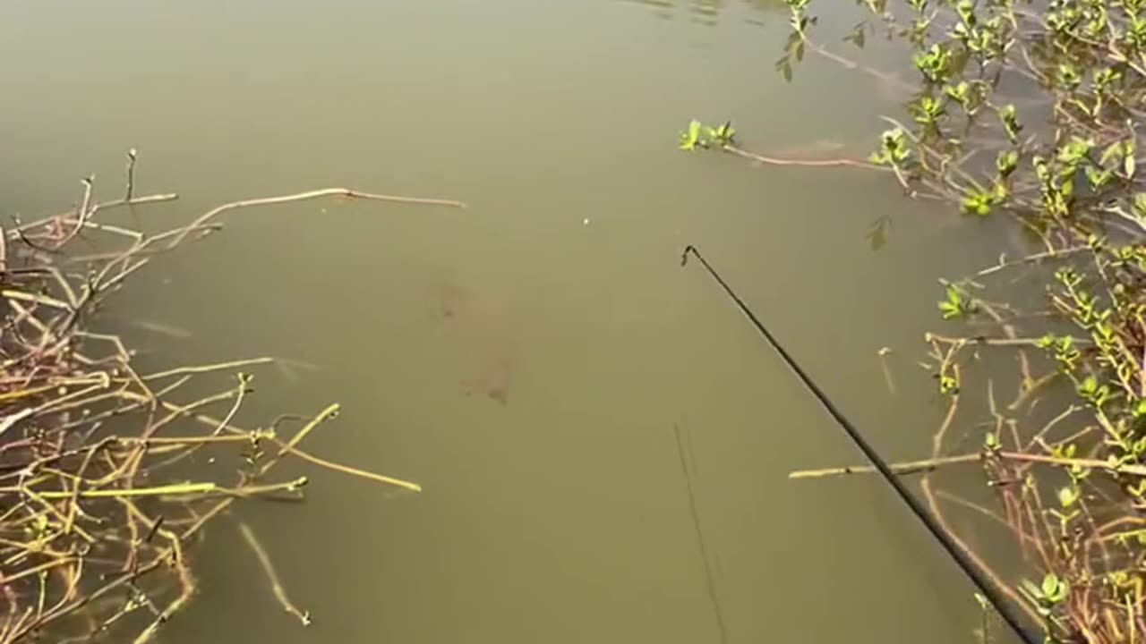 puas banget dengan sambarannya #fishing #mancingceria #mancing #belajarmancing #ikan #mancingmantap