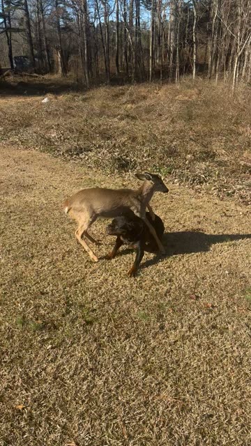 Rottweiler and Young White-Tailed Deer Playing Together