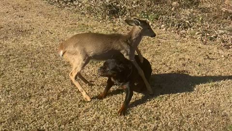 Rottweiler and Young White-Tailed Deer Playing Together