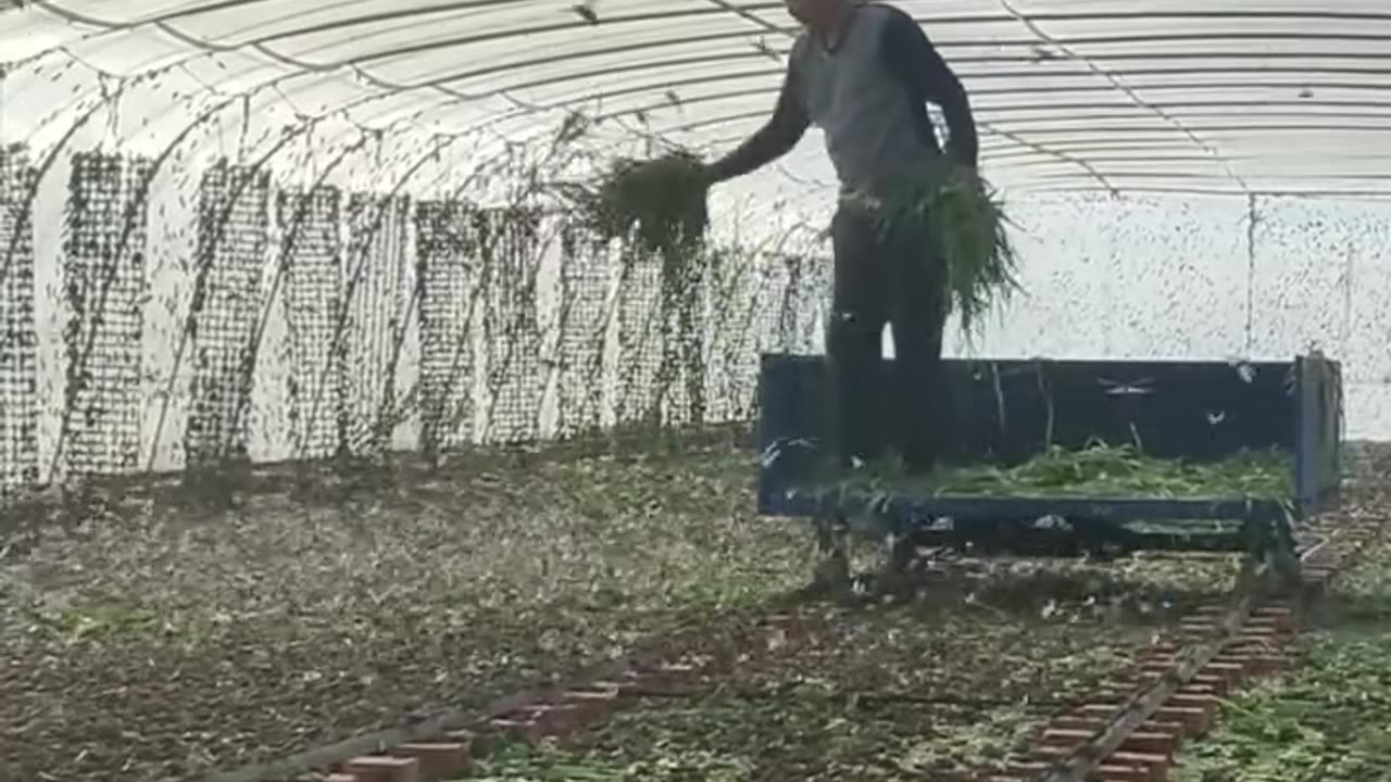 From farm to table